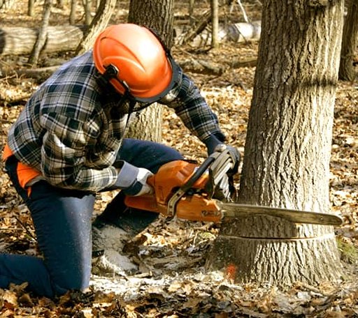 Tree Removal in Cat Spring, TX